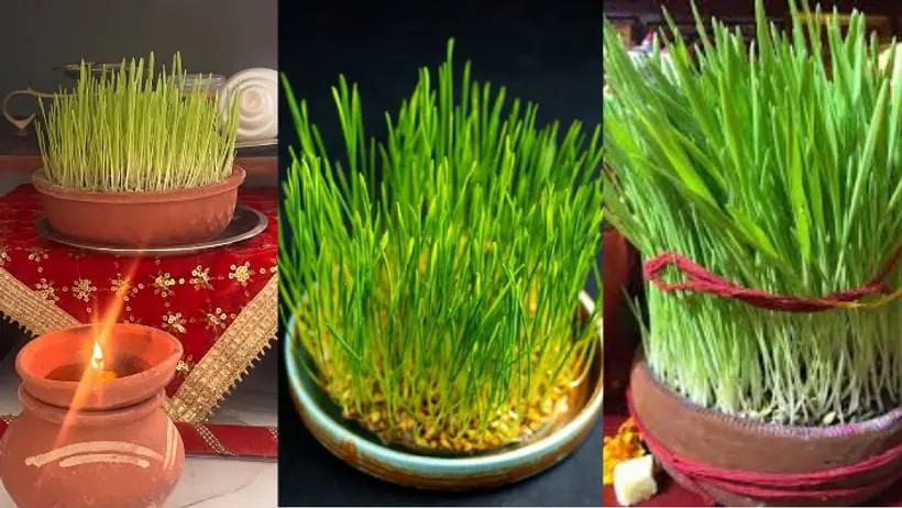 Chaitra Navratri jau cultivation_