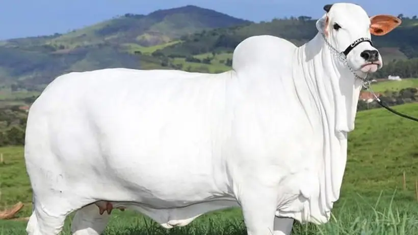 Nelore Breed Cow