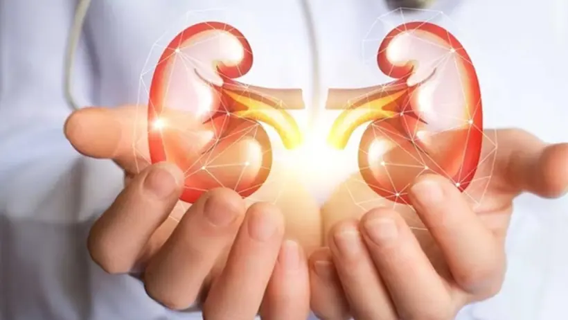 kidney