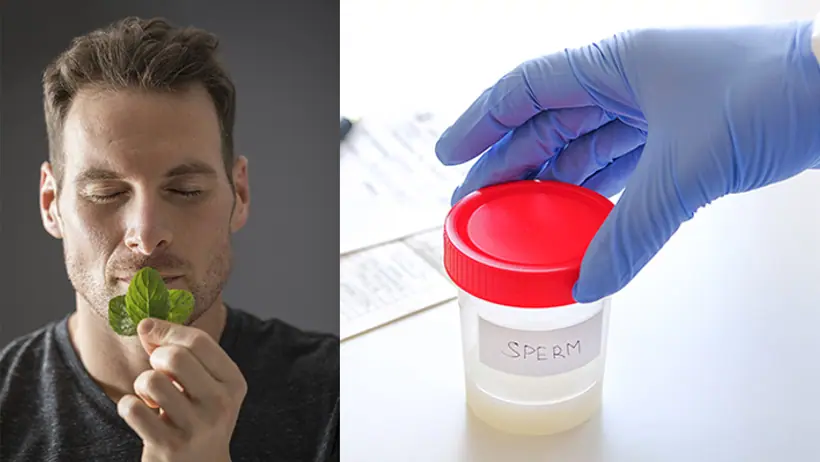 how mint can affect males testosterone 