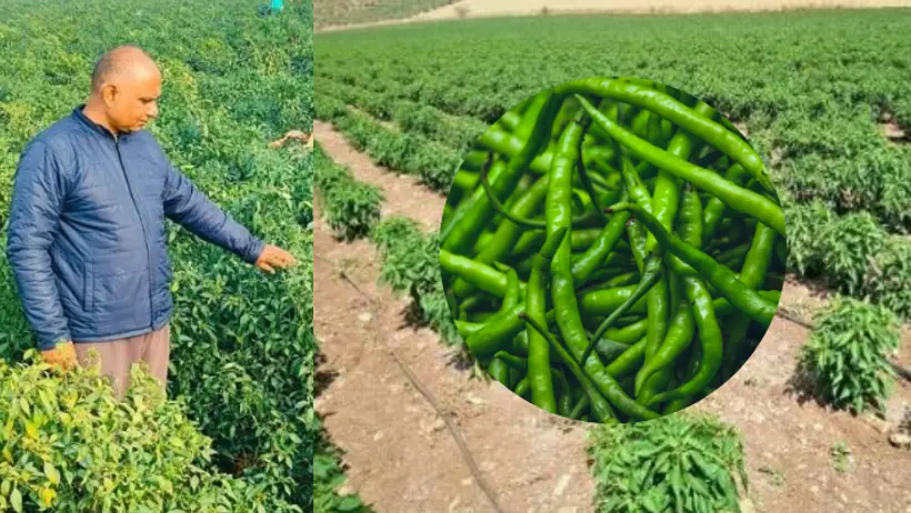 green chilli farming 