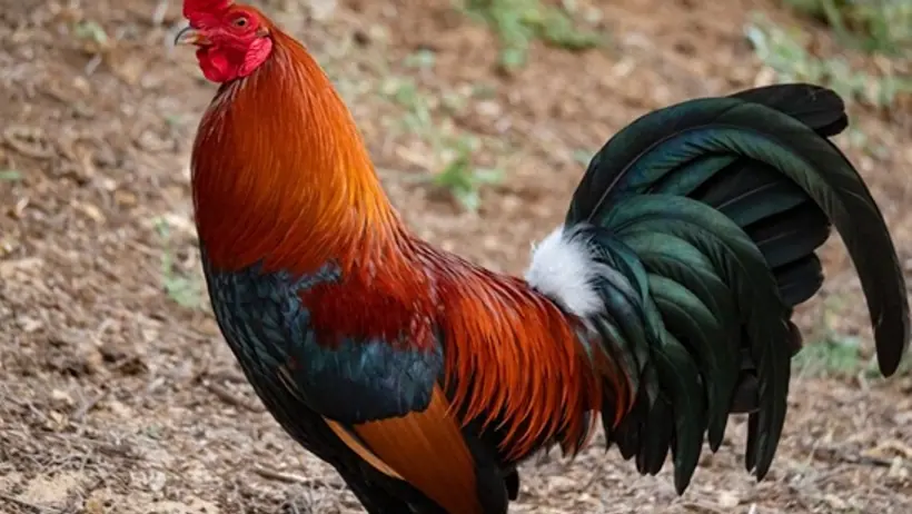 rooster
