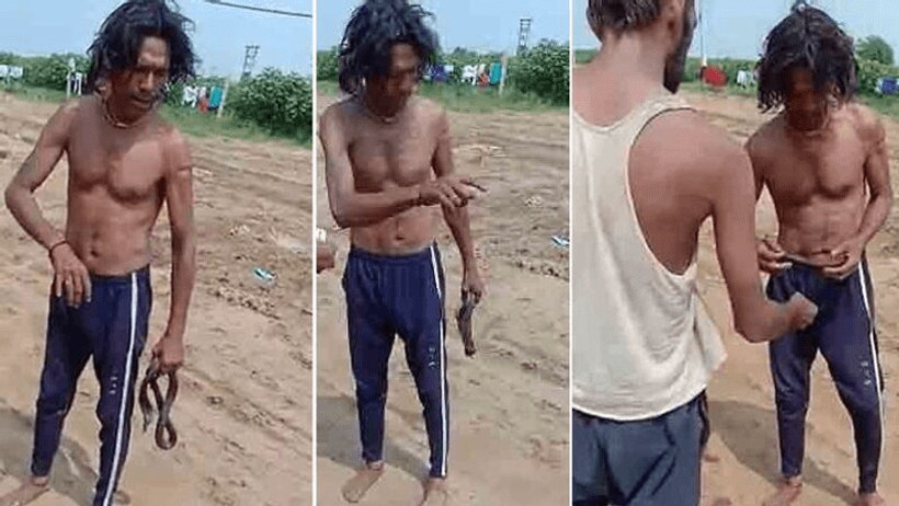 गाजर मूली की तरह कोबरा का फन चबाकर खाते हुए घूमते मिला यह शख्स