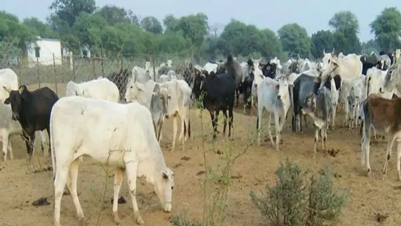 cows die due to cold