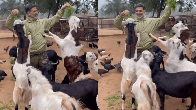 काम छोड़ बकरियों को घास खिलाते नजर आए Akshay Kumar, बताया  छोटी छोटी चीजों में मिल रही बड़ी खुशियां