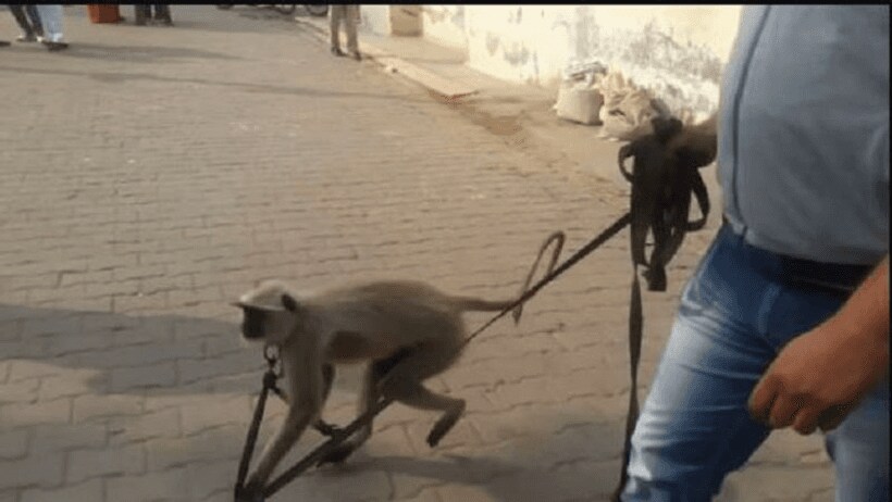 आजमगढ़ में लंगूर पकड़ने के दौरान छोड़े गए पटाखे से बालक की हुई मौत, जानिए कैसे हुआ पूरा हादसा