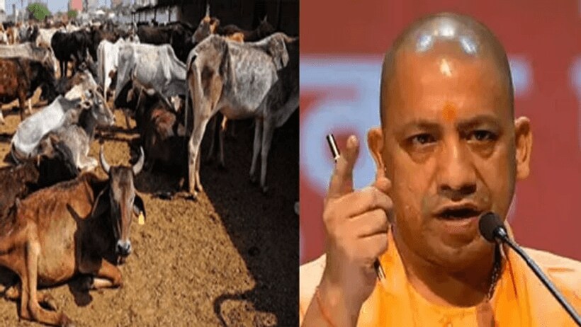 गो शालाओं में दिखी लापरवाही तो जिम्मेदारों पर होगा बड़ा एक्शन, सीएम योगी ने बनाया खास प्लान 