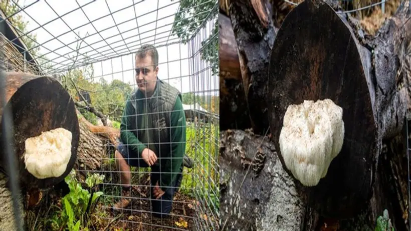 Hairy Mushroom को छूने पर हो सकती है जेल, पिंजरे में किया गया है कैद, जाने इसके पीछे की बड़ी वजह 