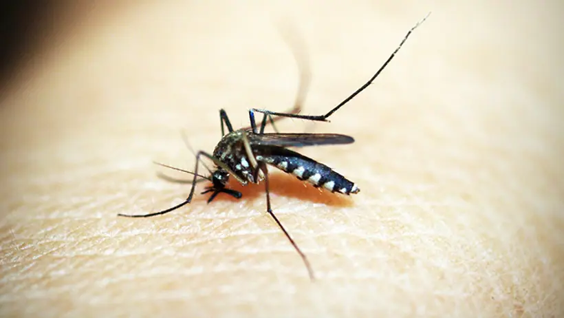 mosquito