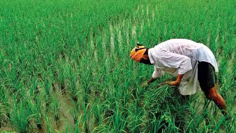 farmer