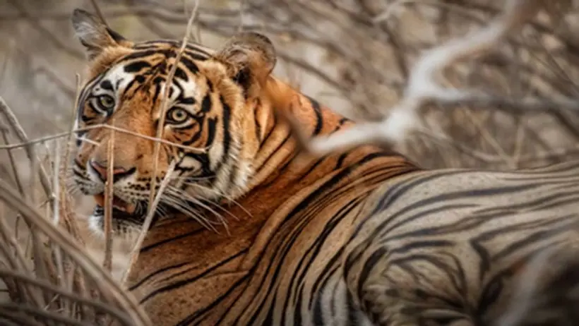 Tiger