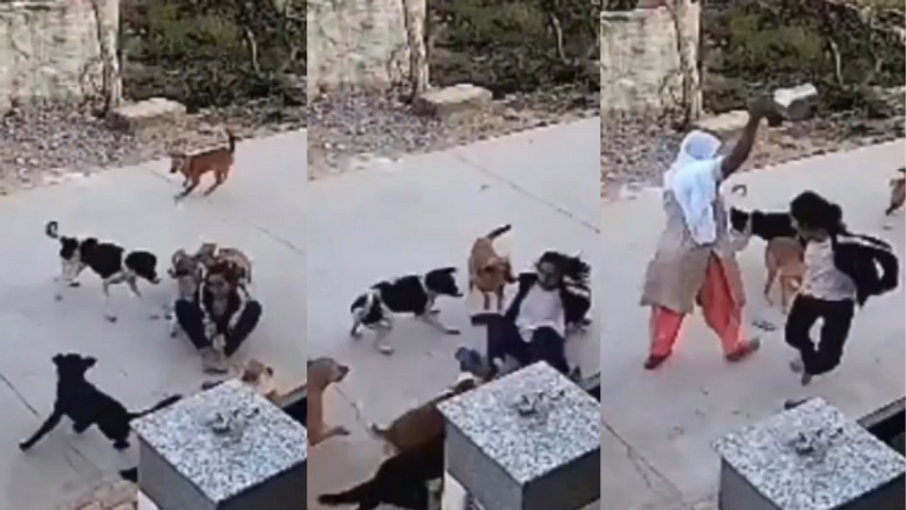 alwar dog attack college girl stray dogs bite video viral