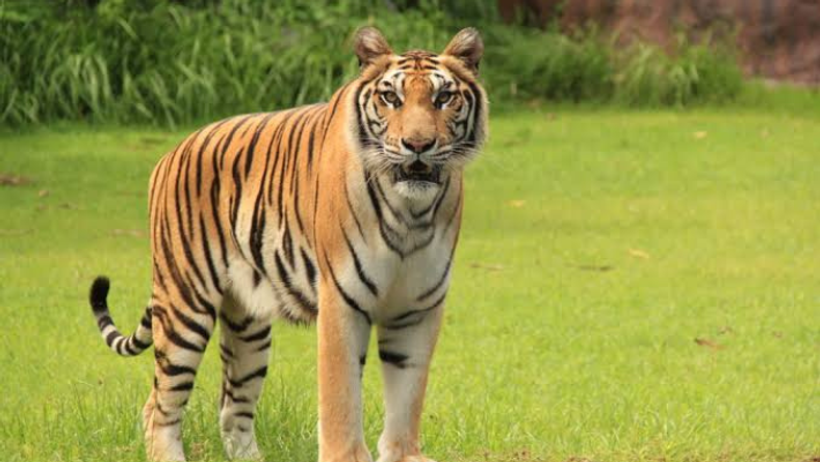 Tiger 