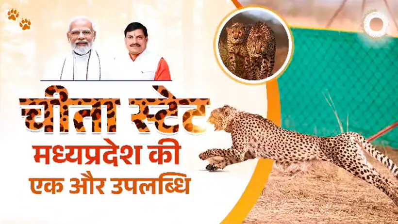 madhya pradesh cheetah state