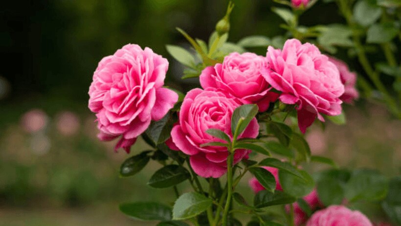 rose flower vastu upay
