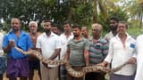 ಹಲಗೂರು: ಜಮೀನಿನಲ್ಲಿ 10 ಅಡಿ ಉದ್ದದ ಹೆಬ್ಬಾವು ಪತ್ತೆ
