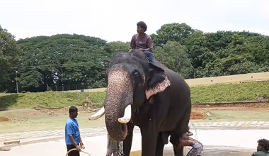 ಮೈಸೂರು ಅರಮನೆಯಲ್ಲಿ ದಸರಾ ಆನೆಗಳ ದರ್ಶನಕ್ಕೆ ಬ್ರೇಕ್..!