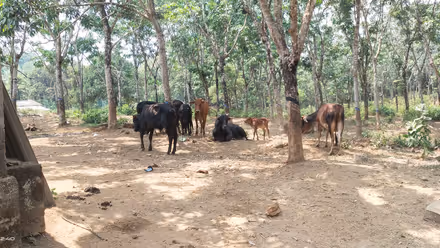 ಮಲೆನಾಡ ಗಿಡ್ಡ ತಳಿಯ 63 ದನಕರುಗಳೊಂದಿಗೆ ಸಹೋದರಿಯರ ಸಹಜೀವನ