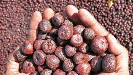 ರಾಜ್ಯದ ಅಡಕೆಗೆ ಮಹಾ ಕಿರಿಕ್‌ : ವರ್ತಕರಿಗೆ ಸಂಕಷ್ಟ