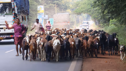 ಬರ: ಮೇವು ಅರಸಿ ಮಲೆನಾಡಿನತ್ತ ಕುರಿಗಾಹಿಗಳು