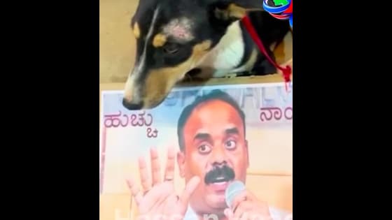 ಬೀದಿನಾಯಿಗಳ ಕೊರಳಲ್ಲಿ ದೇವರಾಜೇಗೌಡ ಫೋಟೋ