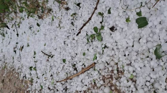 ಅಕಾಲಿಕ ಮಳೆಗೆ ಲಕ್ಷಾಂತರ ಬೆಲೆಬಾಳುವ ದ್ರಾಕ್ಷಿ ಬೆಳೆ ನಾಶ