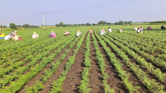 ಕಡಲೆ ಬೆಳೆ ಬಂಪರ್ ಫಸಲು ನಿರೀಕ್ಷೆಯಲ್ಲಿ ಅನ್ನದಾತರು