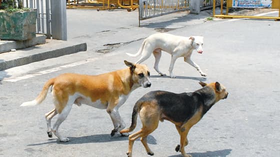 ರಸ್ತೆಗೆ ಕಾಲಿಟ್ಟಿರೋ ಹುಷಾರ್‌, ಕಚ್ಲಿಕ್ಕೆ ಕಾಯ್ತಿವೆ ಬೀದಿ ನಾಯಿ